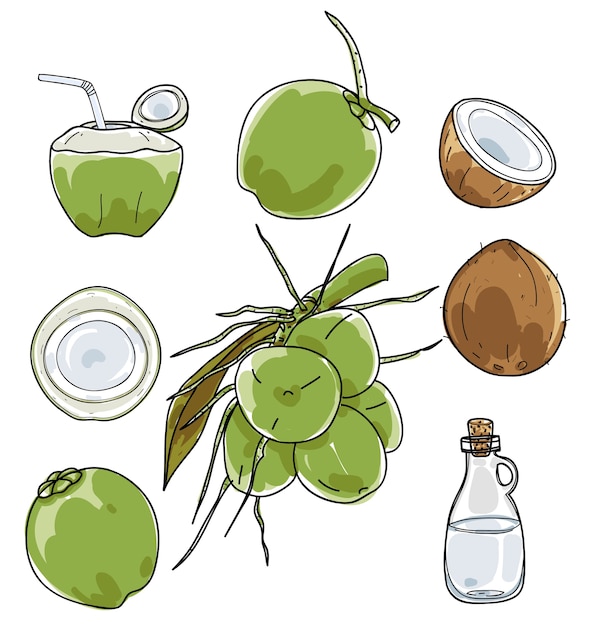 Vector coco dibujado a mano vector set dibujo. Vector Premium
