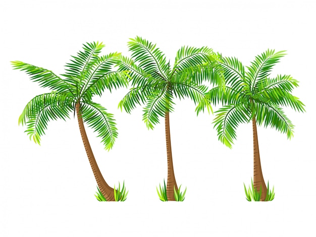Vector conjunto de palmeras de coco aislado en blanco Vector Premium