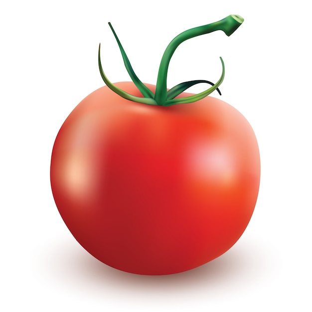 Vector De Tomate Vector Premium