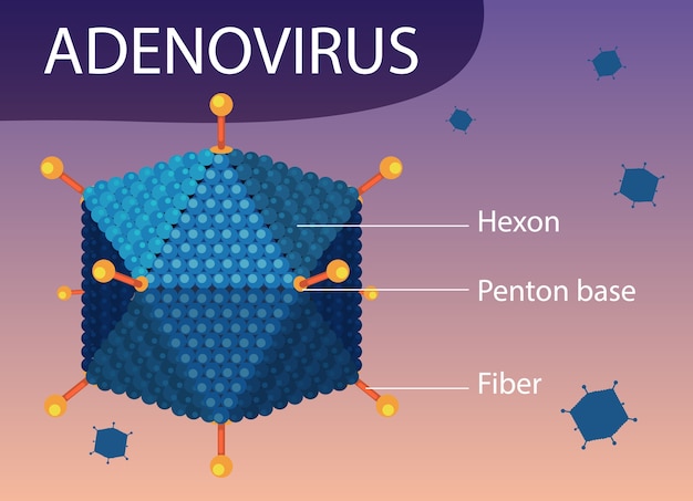 Adenovirus-strukturdiagramm auf virensymbolhintergrund | Kostenlose Vektor