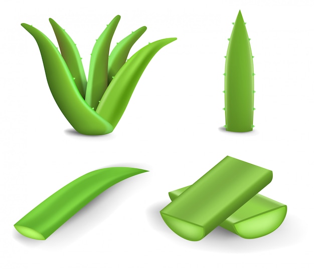 Aloe-icon-set. realistischer satz aloevektorikonen für das webdesign lokalisiert auf weißem hintergrund Premium Vektoren