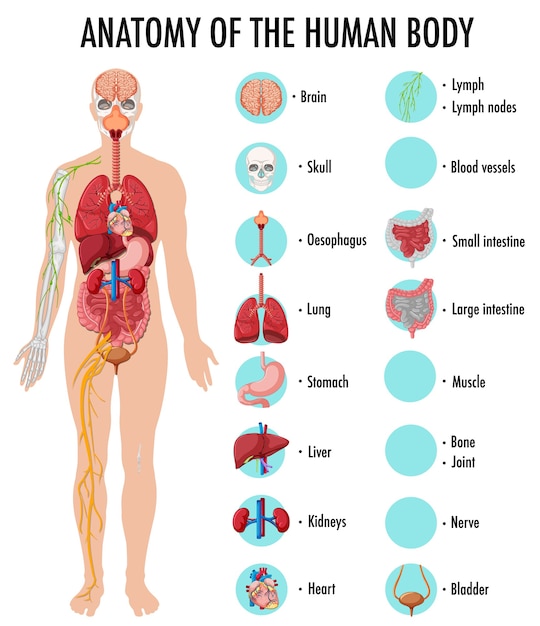 Anatomie Der Infografik Zur Information Des Menschlichen Korpers Kostenlose Vektor