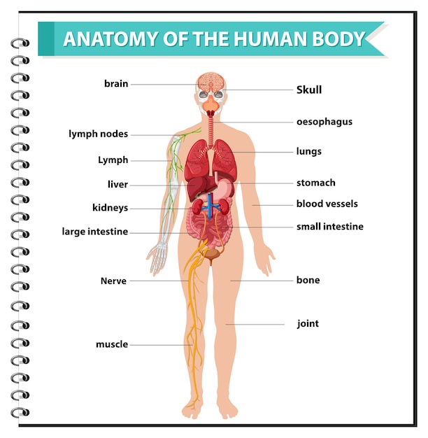 Anatomie Der Infografik Zur Information Des Menschlichen Korpers Kostenlose Vektor