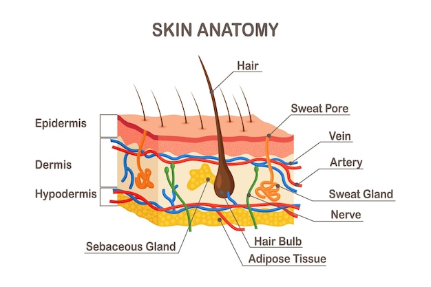 Anatomie Der Menschlichen Haut Geschichtete Epidermis Mit Haarzwiebelschweiss Und Talgdrusen Arteriennerv Und Venen Premium Vektor