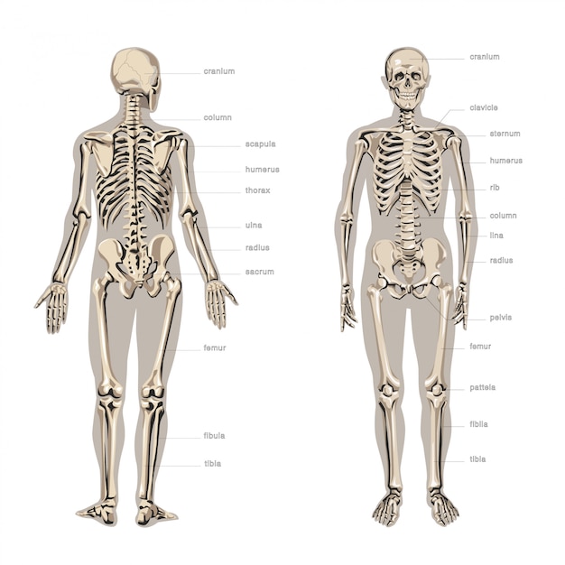 Anatomie Des Menschen Skelett Premium Vektor