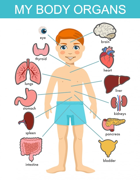 Anatomie Des Menschlichen Korpers Medizinisches Organsystem Fur Kinder Junge Korper Innere Organe Medizinische Menschliche Anatomie Fur Kinder Cartoon Kinderorgansatz Kinder Eingeweide Systemdiagramm Auf Weissem Hintergrund Premium Vektor