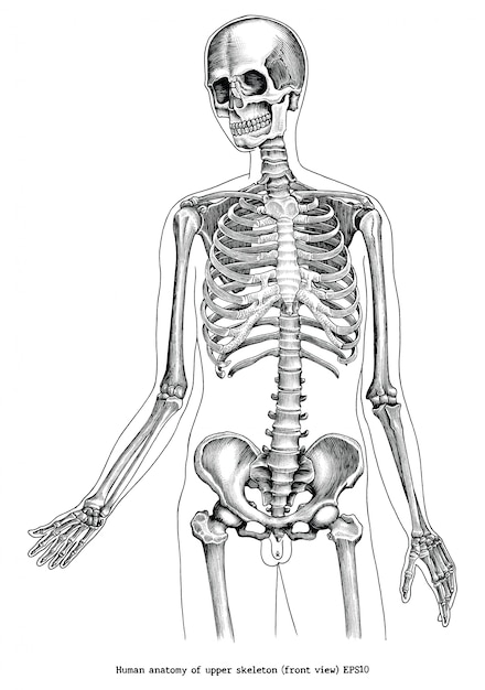 Antike Stichillustration Der Menschlichen Anatomie Des Oberen Skeletts Vorderansicht Schwarzweiss Clipart Lokalisiert Premium Vektor
