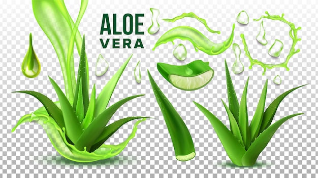 Apotheke sukkulente aloe vera Premium Vektoren
