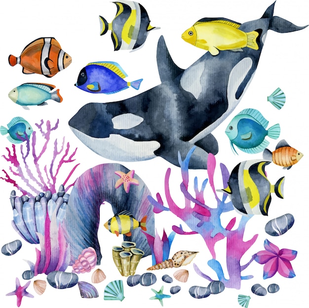 Aquarell Killerwal Und Ozeanische Exotische Fische Premium Vektor