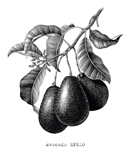 Avocado Zweig Botanische Illustration Vintage Gravur Stil Schwarz Weiss Clipart Auf Weiss Premium Vektor