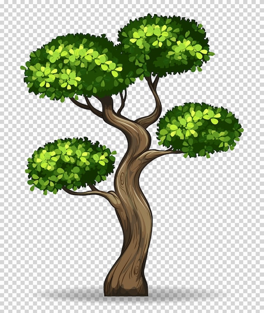 Bilder Bonsai Gratis Vektoren, Fotos und PSDs