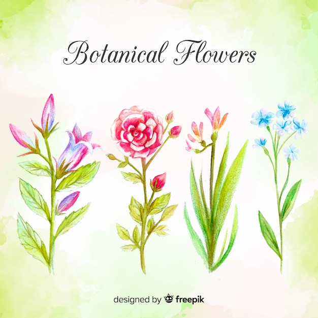 botanische blumen und blätter des aquarells | kostenlose