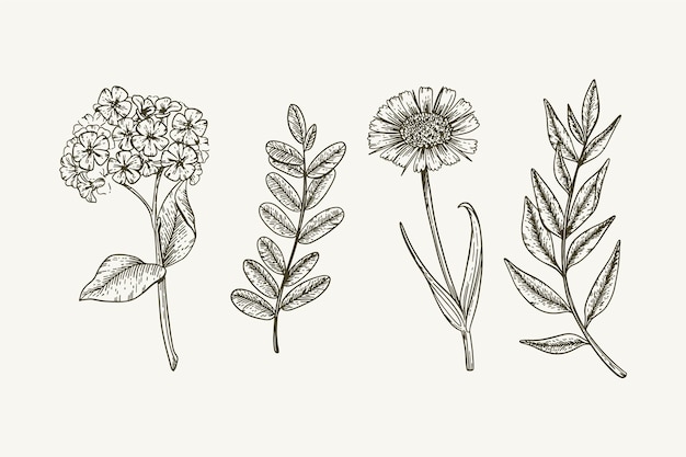 Botanische kräuter & wildblumen im vintage-stil Kostenlosen Vektoren