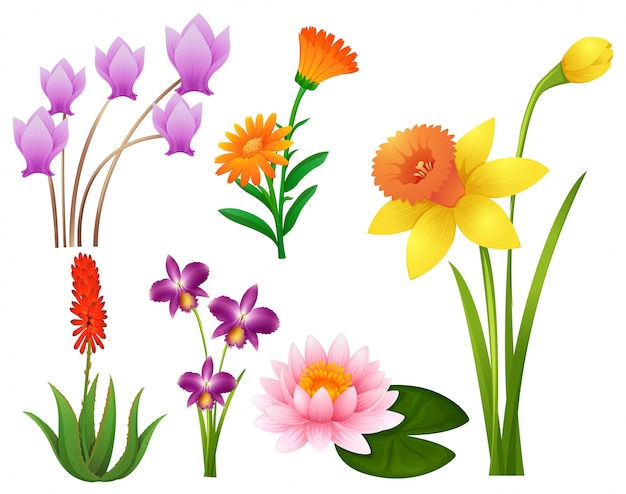 Clipart Gruner Tropischer Pfad Botanisch Premium Vektor