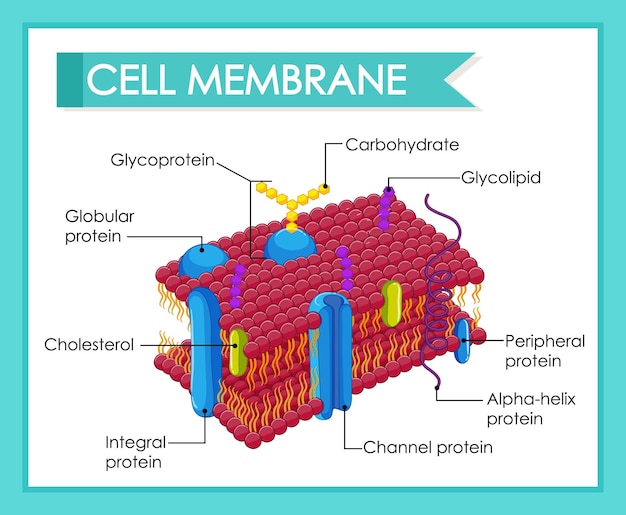 Darstellung der menschlichen zellmembranstruktur | Kostenlose Vektor