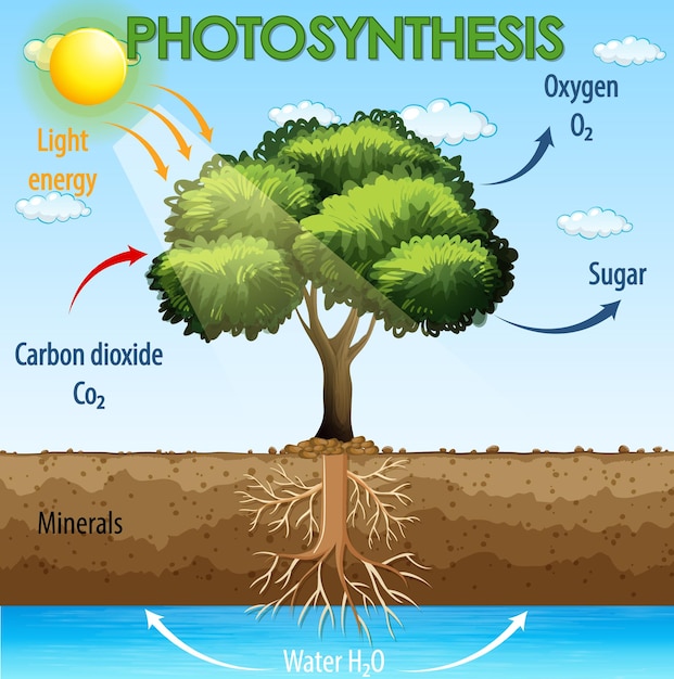 Diagramm Das Den Prozess Der Photosynthese In Der Pflanze Zeigt   Diagramm Das Den Prozess Der Photosynthese In Der Pflanze Zeigt 1308 55221 