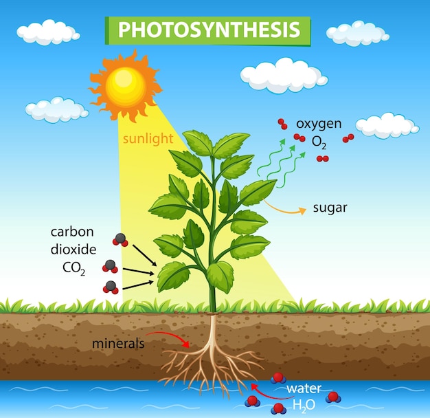 Diagramm, das den prozess der photosynthese in der pflanze zeigt