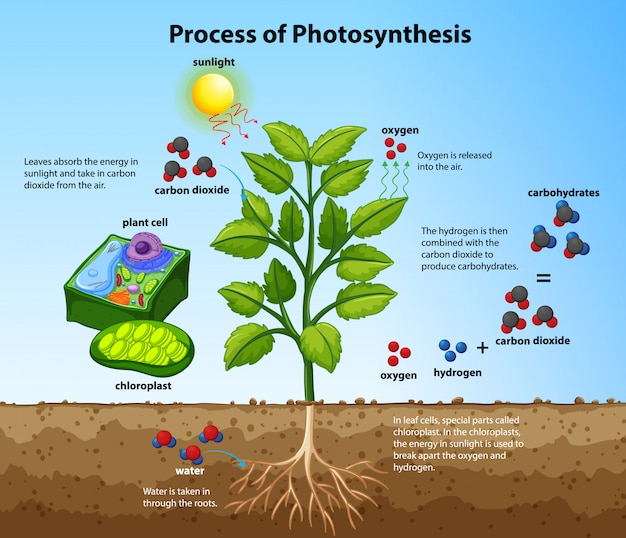 Diagramm, das den prozess der photosynthese mit pflanzen und zellen