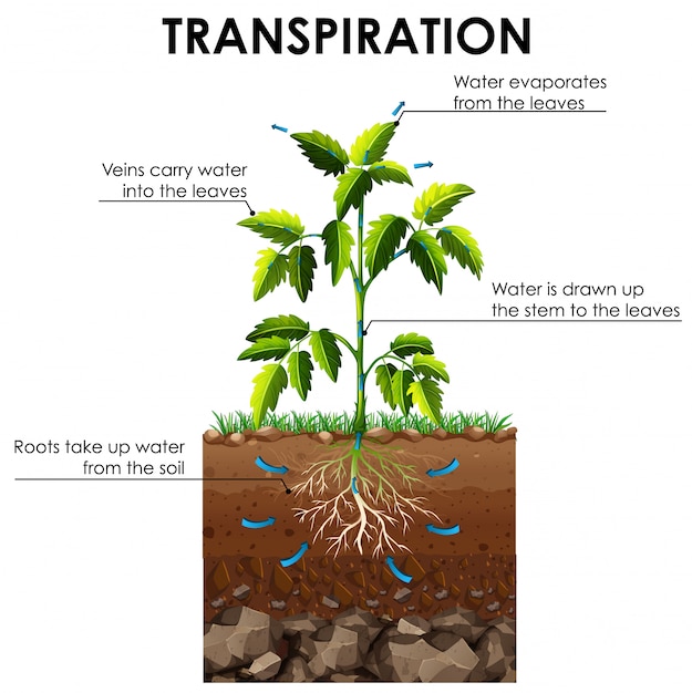 Diagramm, Das Die Transpiration Der Pflanze Zeigt | Kostenlose Vektor