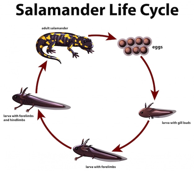 Diagramm Das Lebenszyklus Des Salamanders Zeigt Kostenlose Vektor