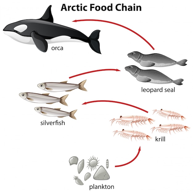 Diagramm Der Arktischen Nahrungskette Von Plantons Bis Orca Kostenlose Vektor