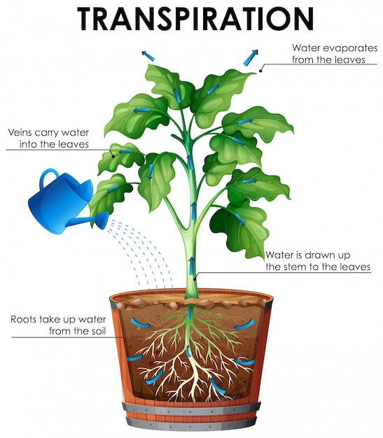 Diagramm Der Transpiration Mit Anlage Und Wasser Kostenlose Vektor