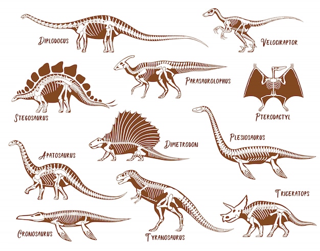 Dinosaurier Skelett Set Kostenlose Vektor