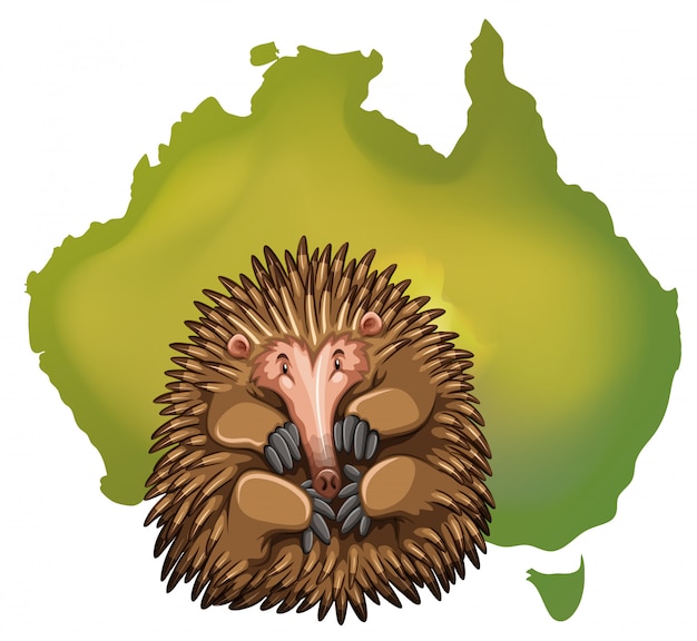 Echidna und australien karte Kostenlosen Vektoren