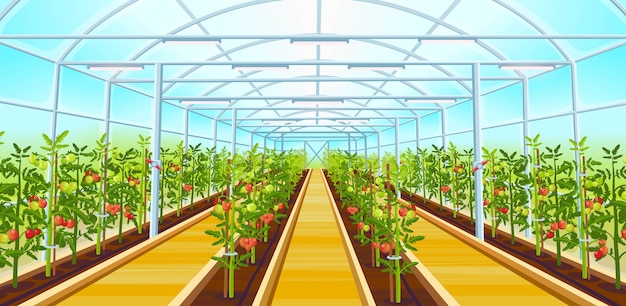 Ein großes gewächshaus mit reihen von tomatensämlingen