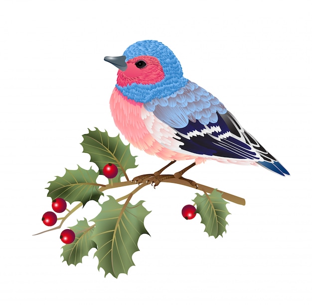 Finkvogel, der auf stechpalmenzweig sitzt. für banner, plakate, prospekte und broschüren. Kostenlosen Vektoren