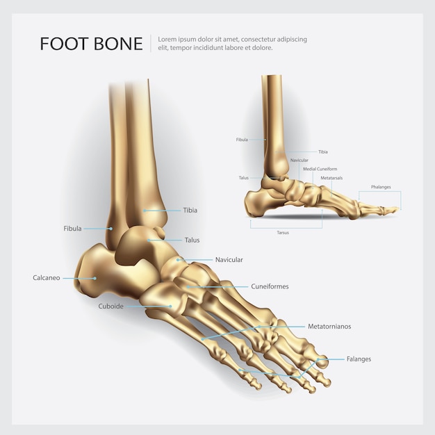 Fuss Knochen Anatomie Vektor Illustration Premium Vektor