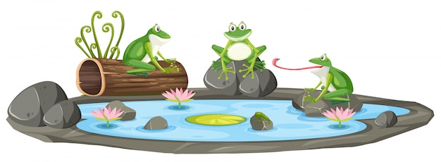 Getrennter frosch im teich PremiumVektor