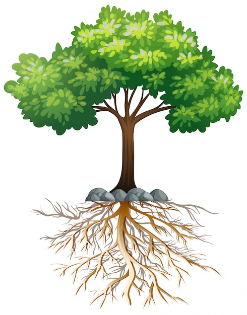 Grosser Gruner Baum Mit Wurzeln Unter Der Erde Auf Weiss Kostenlose Vektor