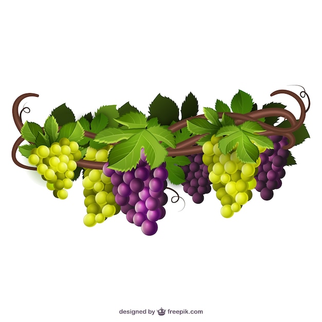 free clip art grape borders - photo #14