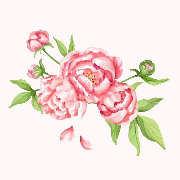 Hand Gezeichnete Rosa Pfingstrosenblumenillustration | Premium-Vektor