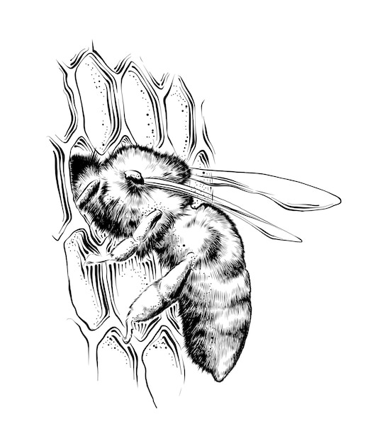 Hand Gezeichnete Skizze Der Biene Auf Bienenwaben Premium Vektor
