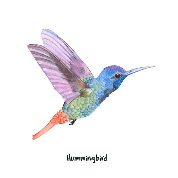 download kolibri 245