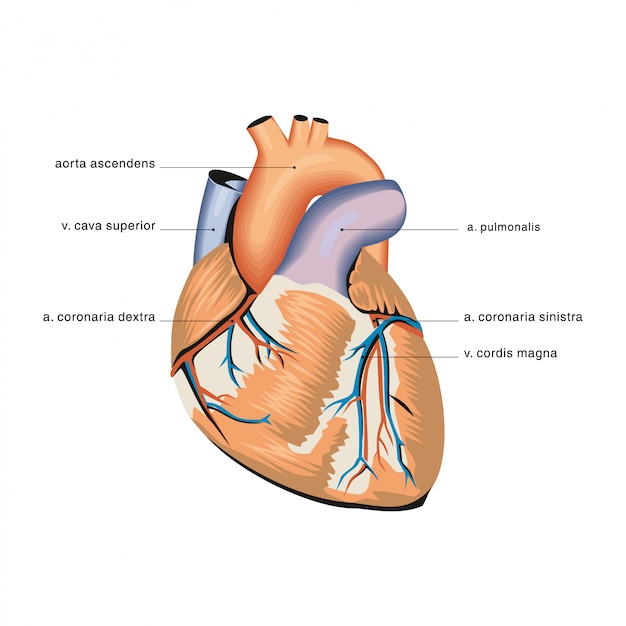 Herz Anatomie Premium Vektor