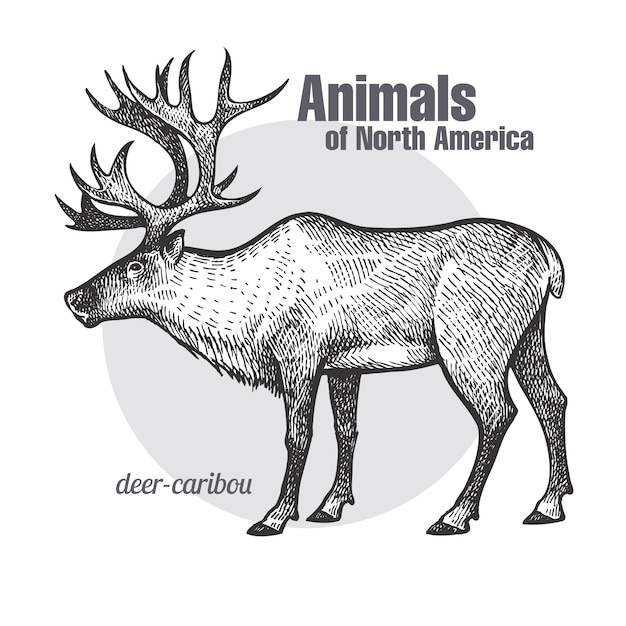 Hirschkaribus Tiere Der Nordamerika Serie Premium Vektor