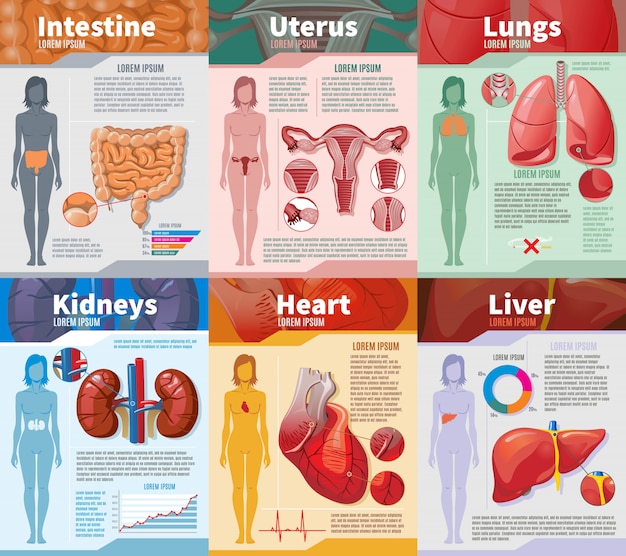 Infografik-vorlage der menschlichen inneren organe der karikatur