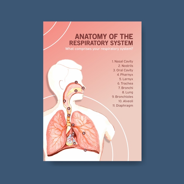 Informationen über anatomie der atemwege und das verständnis eines