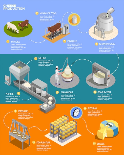 Isometrisches infografik-layout für die käseherstellung mit elf phasen 