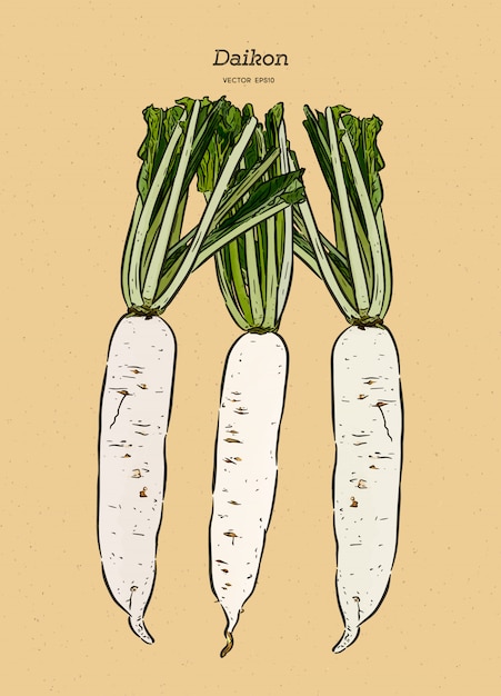 Japanische rettich daikon illustration Premium Vektoren