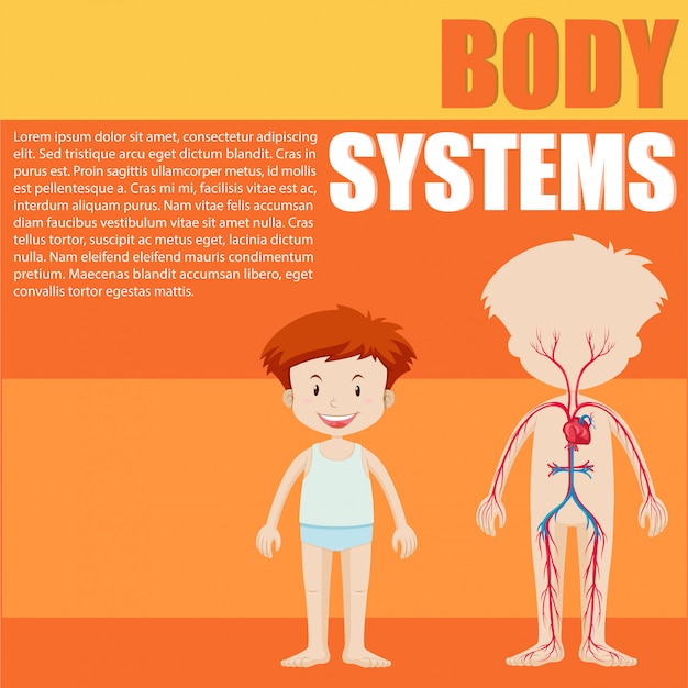 Jungen- und körpersystemdiagramm Kostenlosen Vektoren