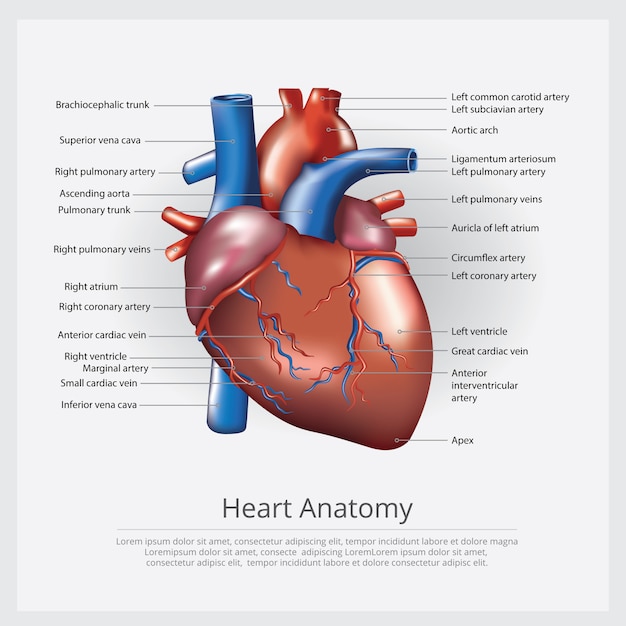 Menschliche Herz Anatomie Vektor Illustration Premium Vektor