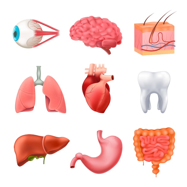 Menschliche Organe Anatomie Realistische Set Kostenlose Vektor