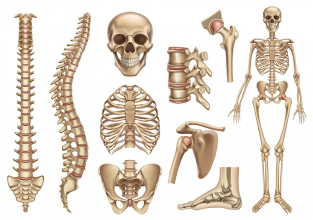 Menschliche Skelettstruktur Schadel Wirbelsaule Brustkorb Becken Gelenke Anatomie Und Medizin 3d Icon Set Premium Vektor