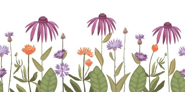 Nahtloses Blumenmuster Dekorativer Rand Mit Kornblume Centaurea Echinacea Ringelblume Lila Violette Orange Farbe Blumen Grune Blatter Isoliert Auf Einem Weissen Hintergrund Premium Vektor