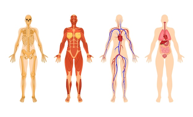 Organsysteme Des Menschlichen K Rpers Mit Vektorillustrationen