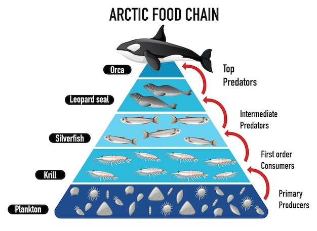 Pyramide Der Arktischen Nahrungskette Kostenlose Vektor